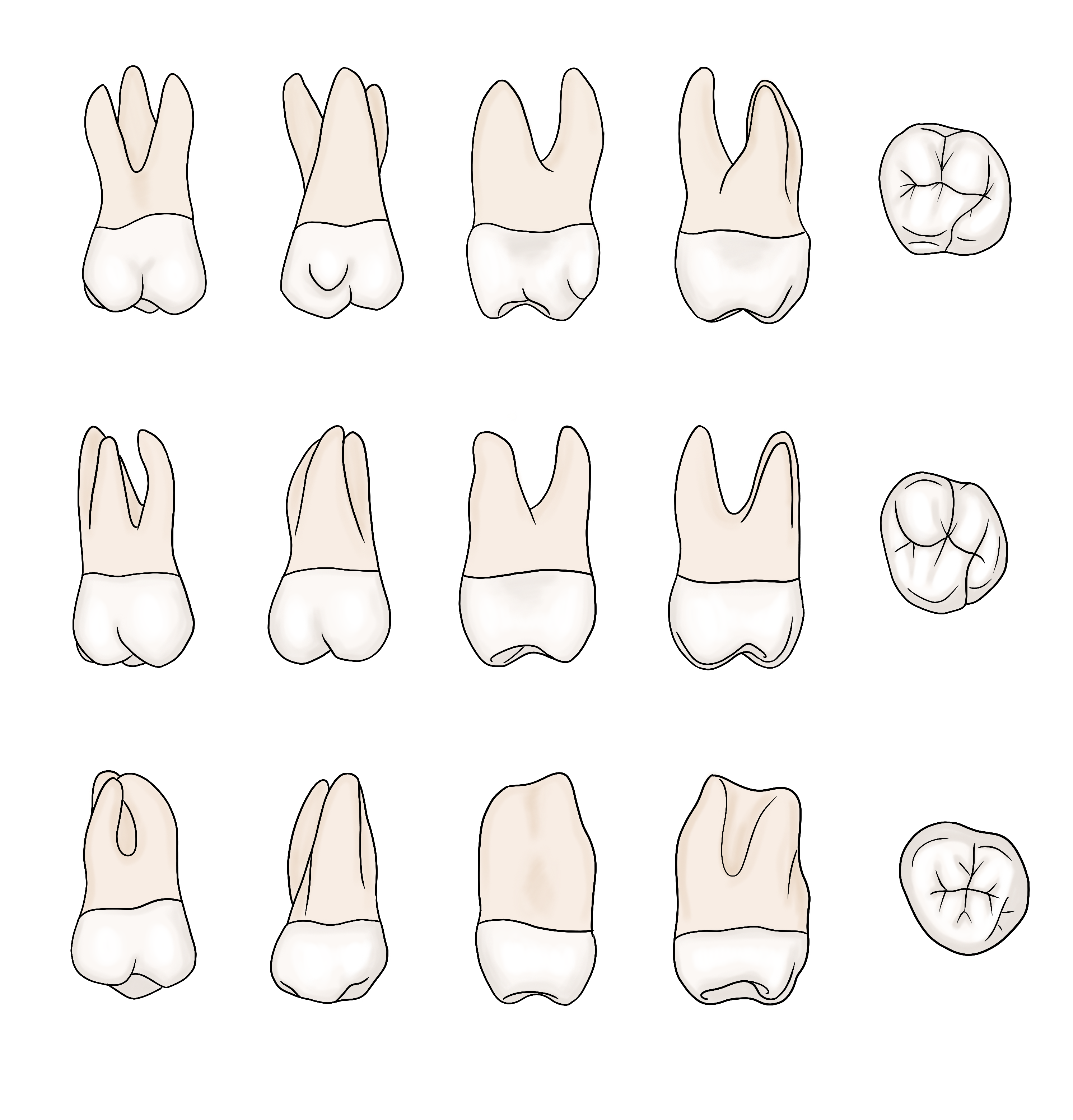 Maxillary molars 3d modules